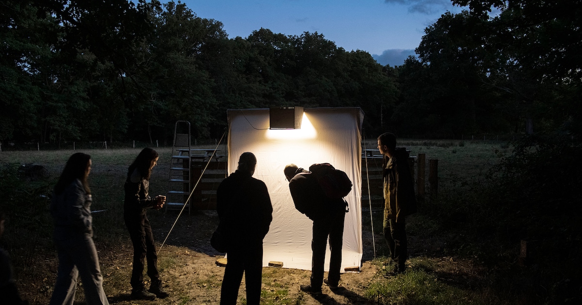 Lezing en excursie over nachtvlinders in Midwolda