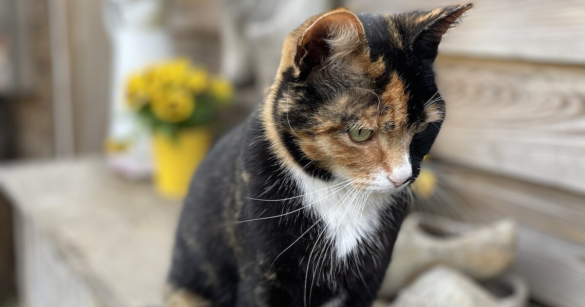 Heb jij Pumba, Pip of Siep gezien? Deze drie huisdieren worden in Midden-Drenthe vermist