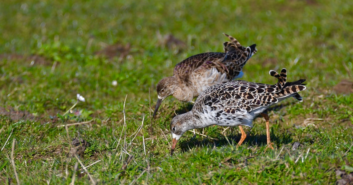 Baltsende kemphanen en zeldzame vogels: lezing in Zaltbommel