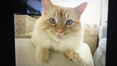 Heb jij Bas, Suzie of Arie gezien? Deze vier huisdieren worden in Apeldoorn vermist