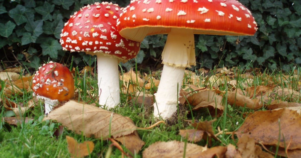 Creatievelingen leren vliegenzwam schilderen in Arboretum in Kalmthout