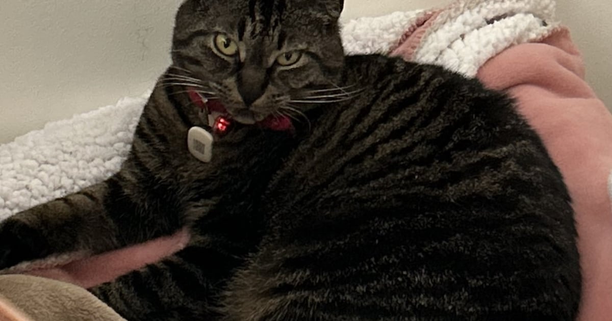 Heb jij Minnie gezien? Dit huisdier wordt in Wassenaar vermist