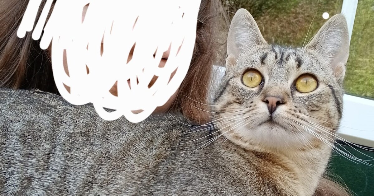 Heb jij Summer, Max of Lio gezien? Deze vijf huisdieren worden in Vlaardingen vermist