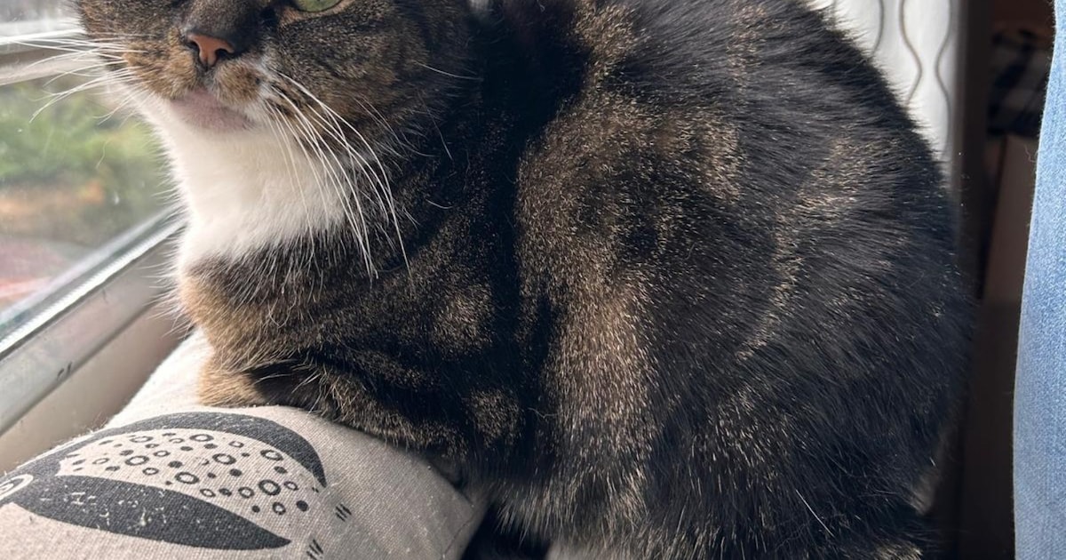 Heb jij Bailey of Changi gezien? Deze twee huisdieren worden in Katwijk vermist