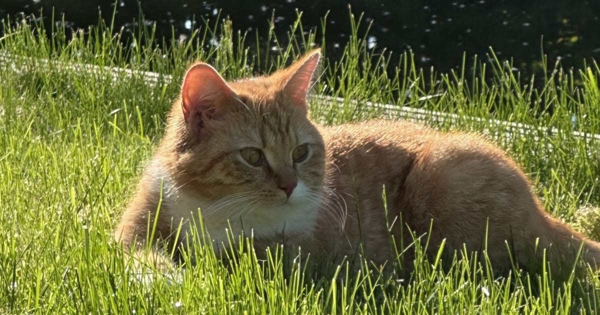 Heb jij Stein of Mellow gezien? Deze twee huisdieren worden in Stede Broec vermist