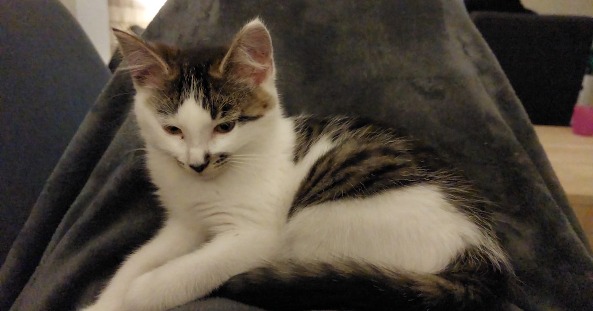 Heb jij Sam, Nacho of Luna gezien? Deze drie huisdieren worden in Midden-Drenthe vermist