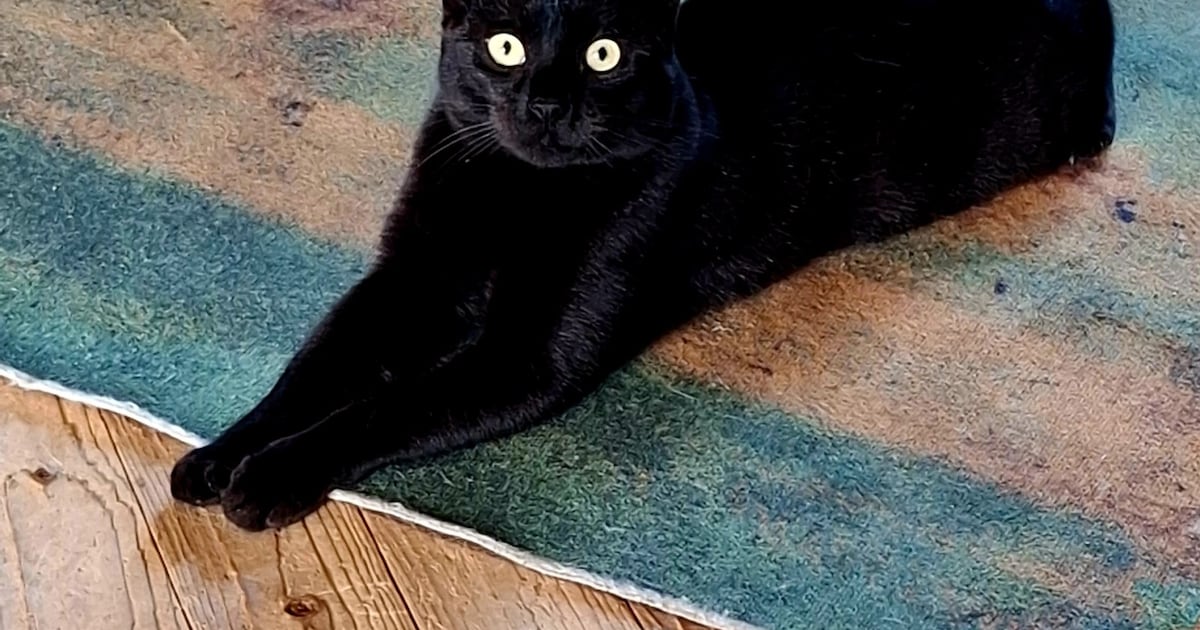 Heb jij Pom gezien? Dit huisdier wordt in Horst aan de Maas vermist