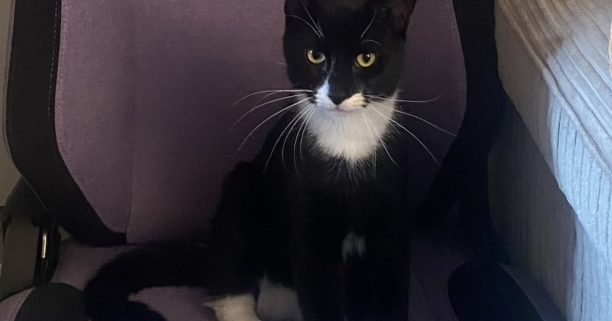 Heb jij Dropje of Moos gezien? Deze twee huisdieren worden in Heerenveen vermist