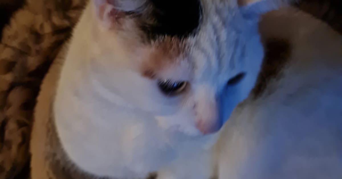 Heb jij Snowie of Storm gezien? Deze twee huisdieren worden in Drechterland vermist
