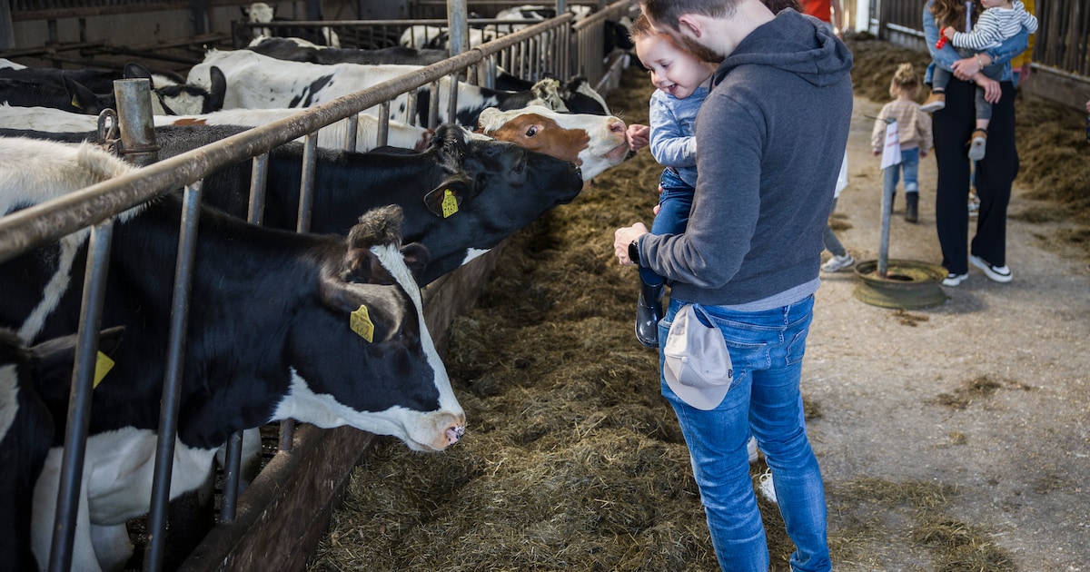 Boeren in Nissewaard openen hun deuren tijdens Tour langs de Boer