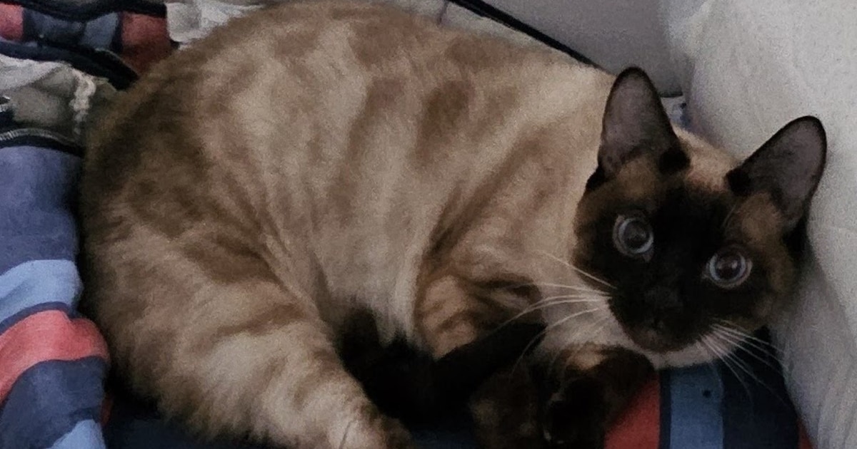 Heb jij Lilly gezien? Dit huisdier wordt in Drimmelen vermist