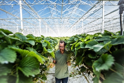 Deze aardbeiengigant wordt nóg groter en gaat ook nog de bussen van Arnhem en Nijmegen opladen