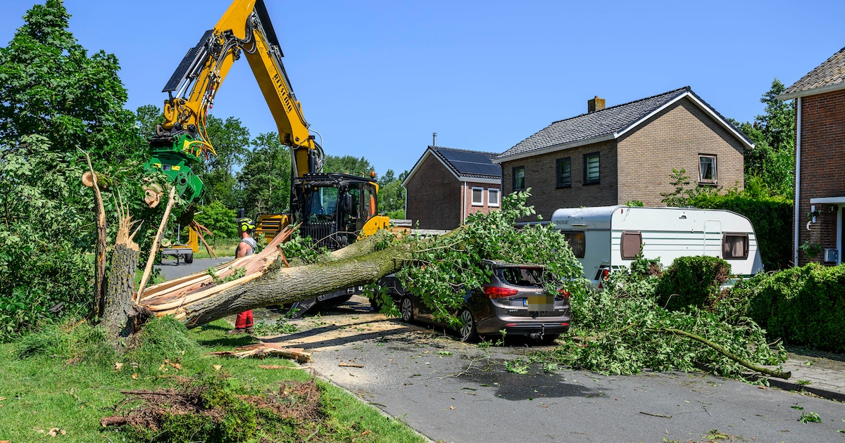 Omgevallen boom veroorzaakt schade aan auto en caravan in Delfzijl