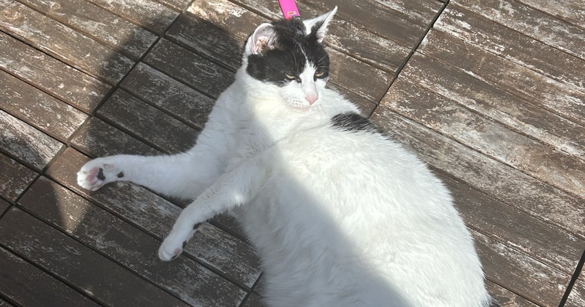 Heb jij Neil, Pinky of Sun gezien? Deze vijf huisdieren worden in Zaanstad vermist