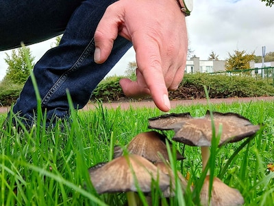 Ontdek paddenstoelen in Trimunt: gratis activiteit voor gezinnen op zondag