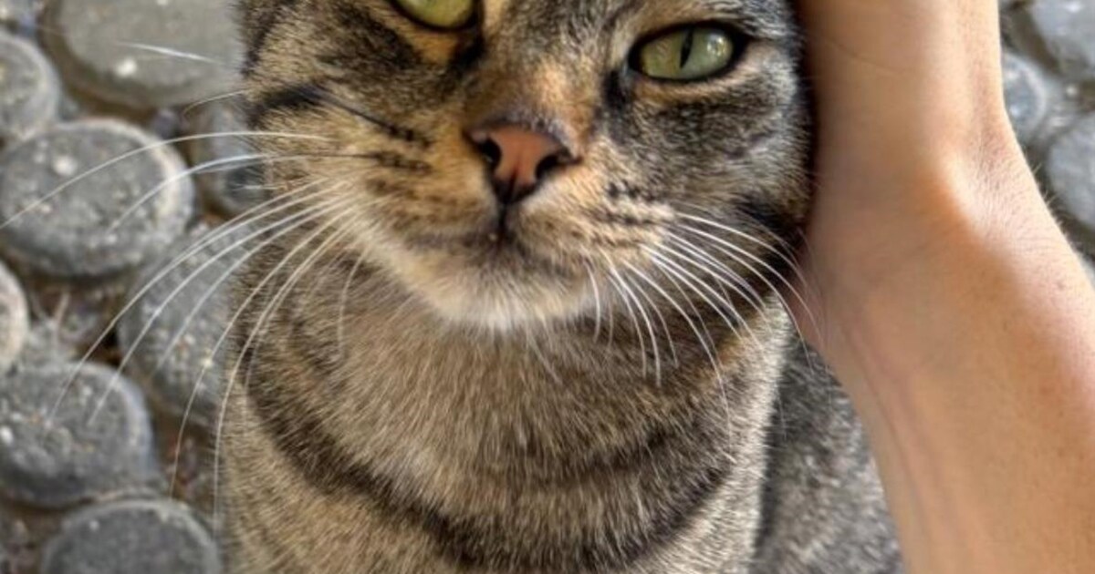 Heb jij Fuzzy of Weazle gezien? Deze twee huisdieren worden in Maastricht vermist