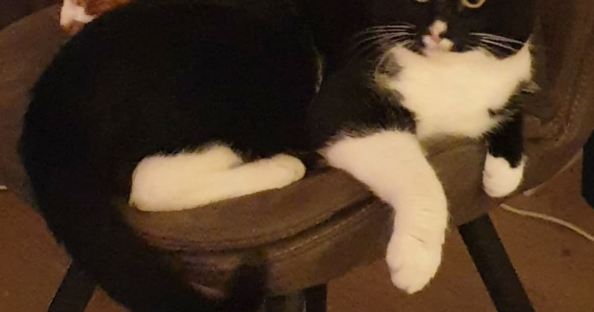 Heb jij Doeber gezien? Dit huisdier wordt in Heiloo vermist