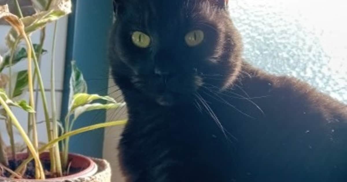 Heb jij Ted gezien? Dit huisdier wordt in Oude IJsselstreek vermist