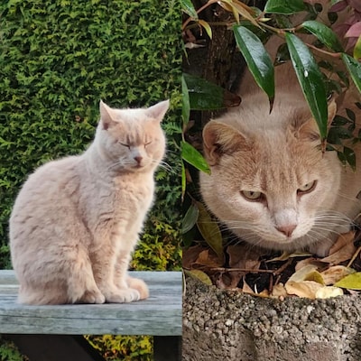 Kat Sunny verdwijnt in Leeuwarden, wordt mogelijk 150 kilometer verderop in Twente gespot