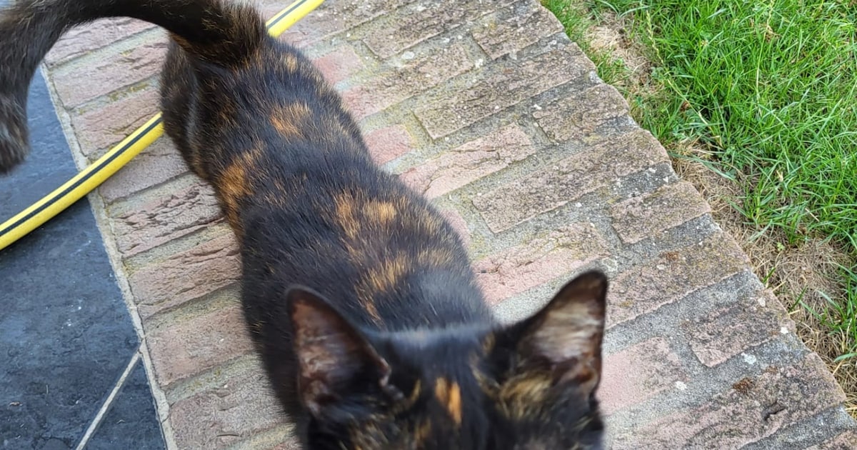 Heb jij Izzi gezien? Dit huisdier wordt in Landgraaf vermist