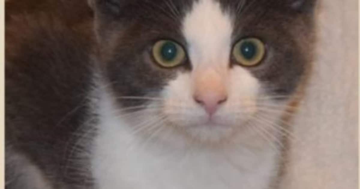 Heb jij Ziva, Nina of Ziggy gezien? Deze drie huisdieren worden in Hillegom vermist