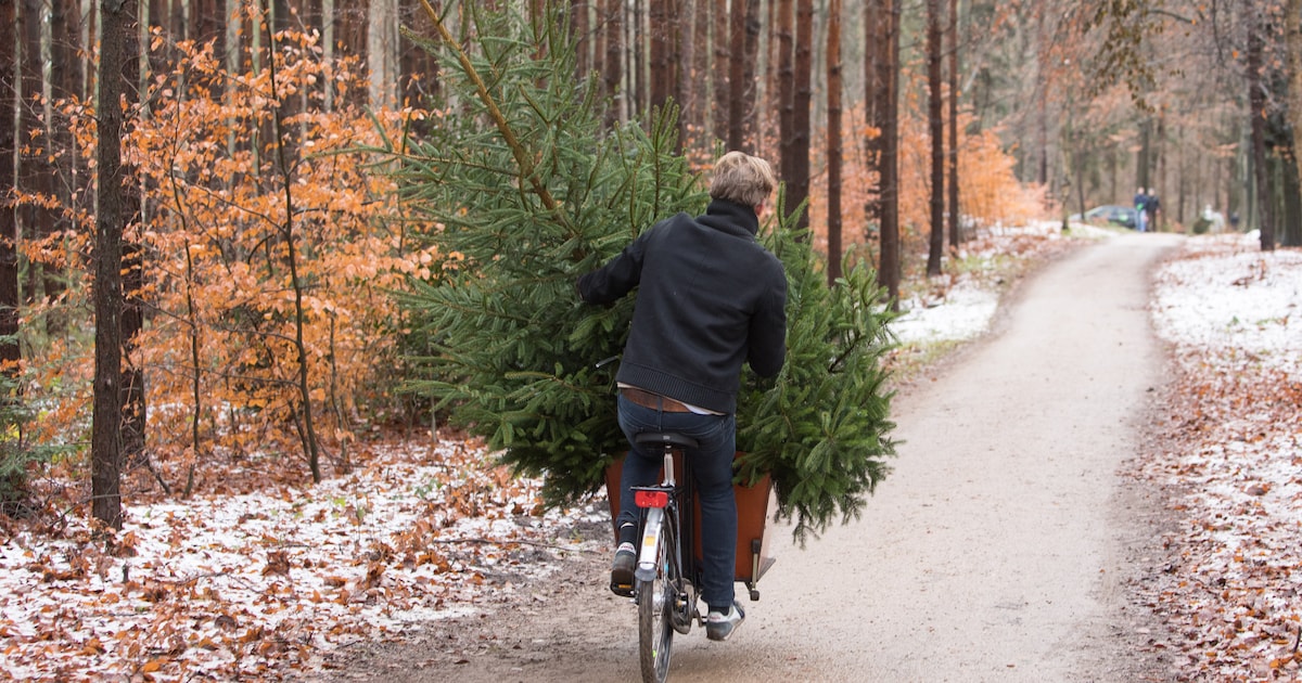 Winters weer in Waddinxveen: kerstbomeninzameling verplaatst en dinsdag geen inzameling restafval