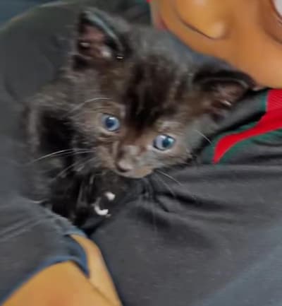 Heb jij Felix, Binkie of Bella gezien? Deze zeven huisdieren worden in Amersfoort vermist