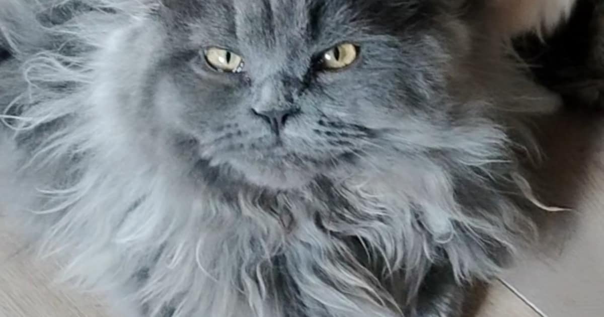 Heb jij Billy, Leyla of Milan gezien? Deze drie huisdieren worden in Den Helder vermist