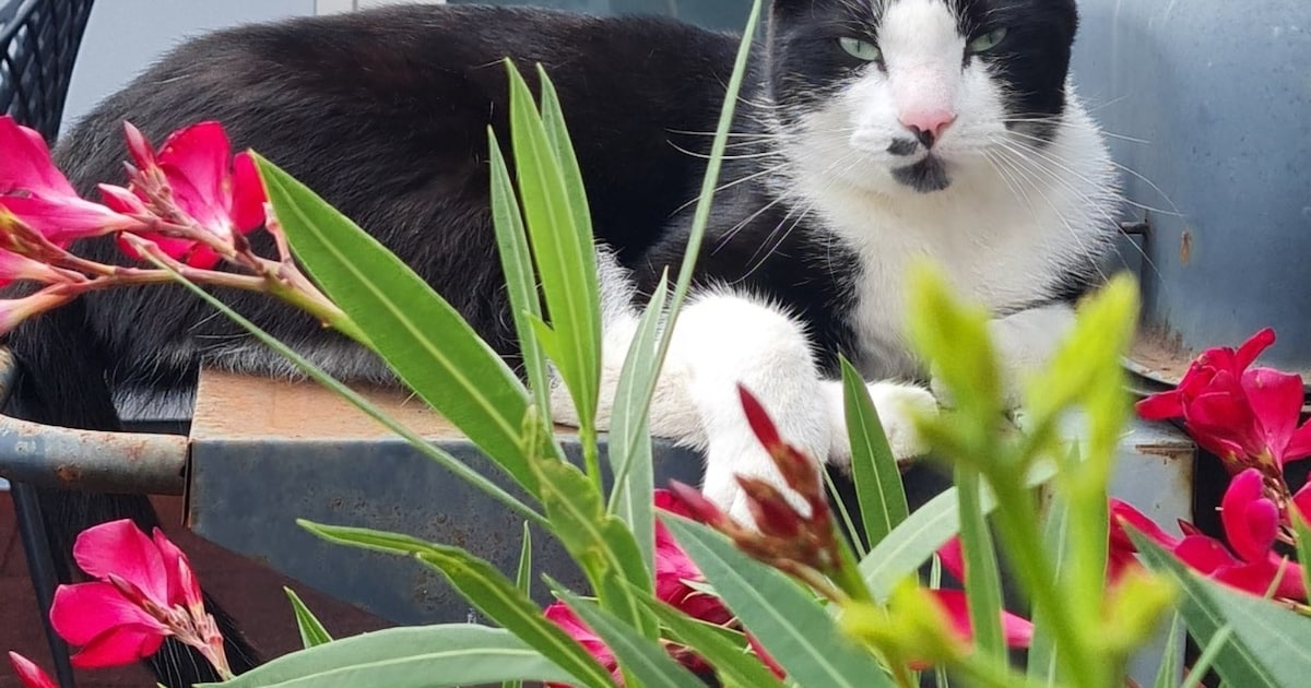 Heb jij Sheba of Paco gezien? Deze twee huisdieren worden in Teylingen vermist