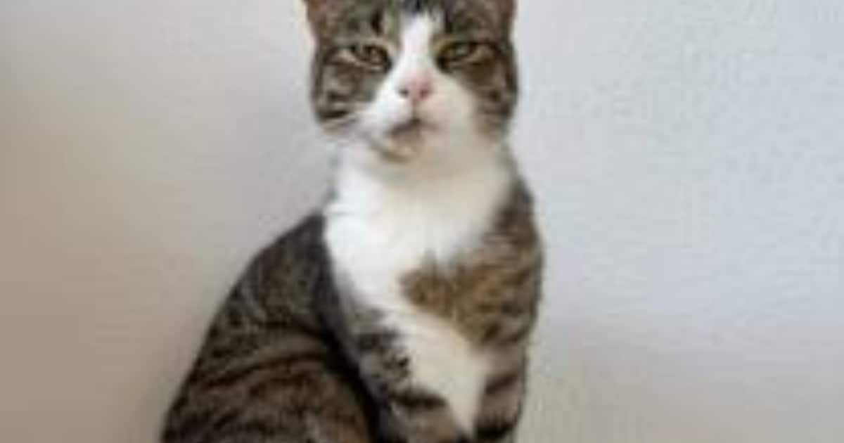 Heb jij Draakje of Mimi gezien? Deze twee huisdieren worden in Voerendaal vermist