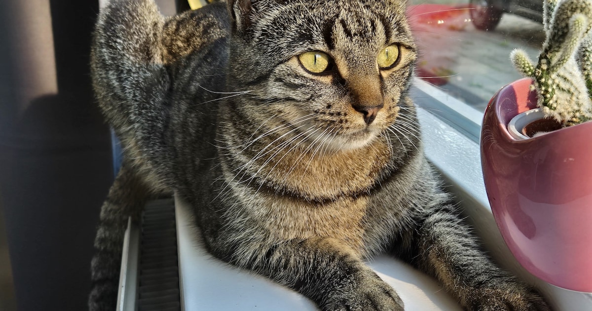 Heb jij Iris, Paco of Garfield gezien? Deze drie huisdieren worden in Goes vermist
