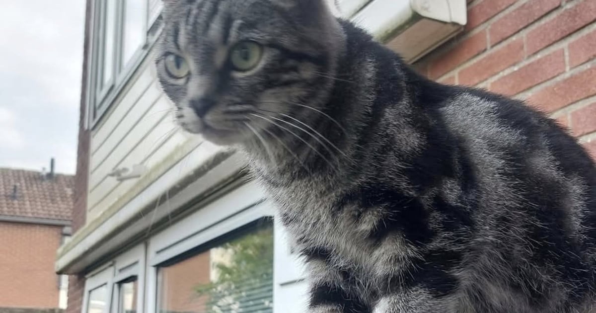 Heb jij Lily gezien? Dit huisdier wordt in Scherpenzeel vermist