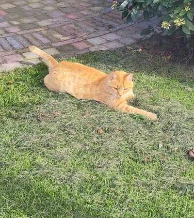 Have you seen Jip or Thumble? These 2 pets are missing in Haarlem
