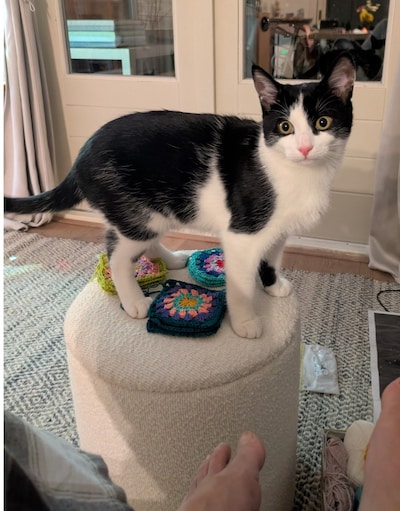 Have you seen Oreo, Remco or Pablo? These six pets are missing in Haarlem