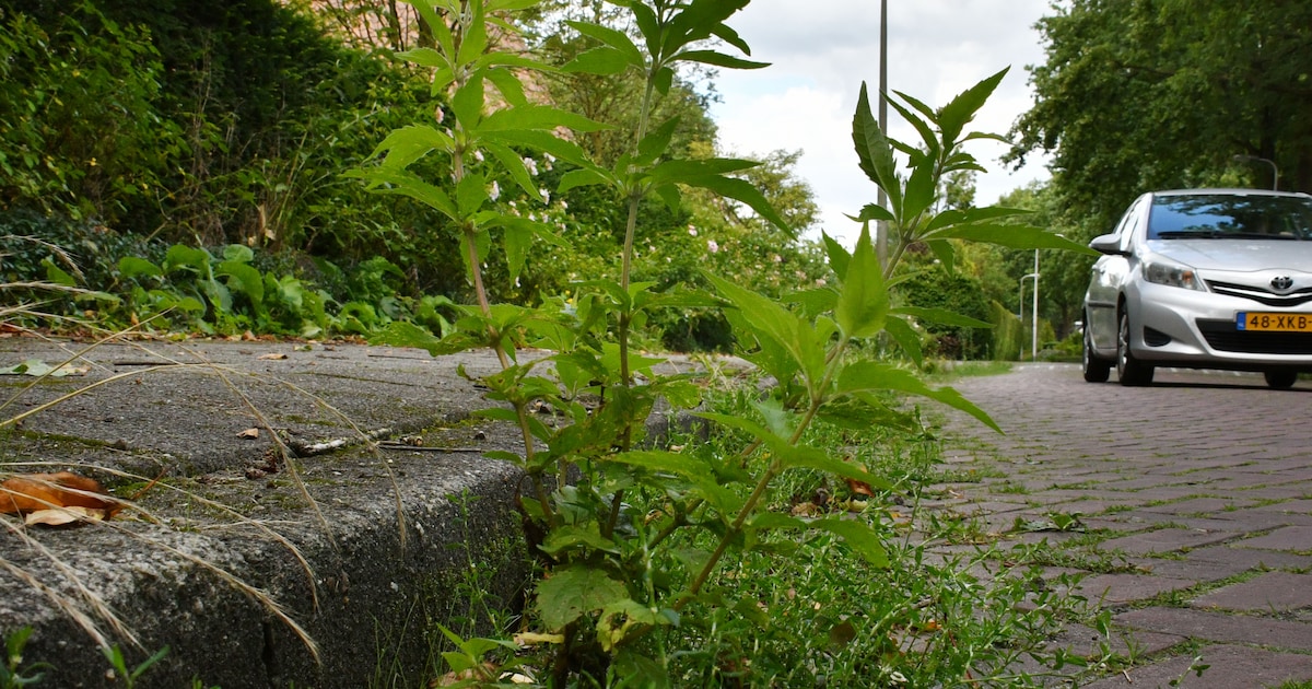 Rd4 bestrijdt onkruid in Brunssum met borstelwagens