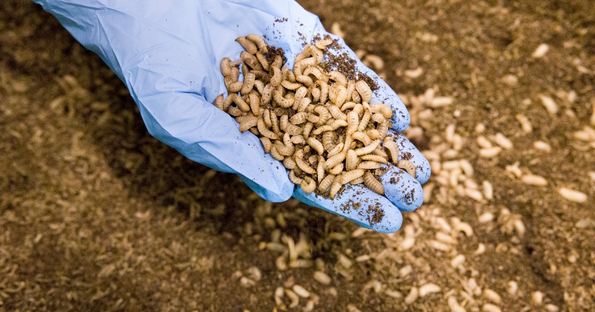 Wakker Dier dient klacht in tegen grootste insectenfabriek ter wereld over ‘lariekoek’ in groene cla