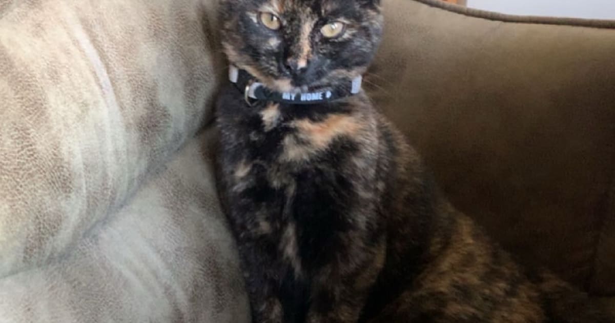 Heb jij Otje gezien? Dit huisdier wordt in Aa en Hunze vermist