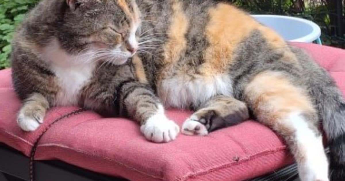 Heb jij Lotje, Boris of Knap gezien? Deze drie huisdieren worden in Elburg vermist