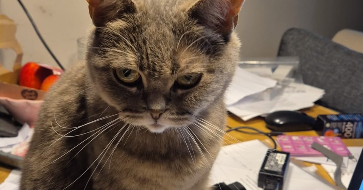Heb jij Oreo of Nala gezien? Deze twee huisdieren worden in Stede Broec vermist