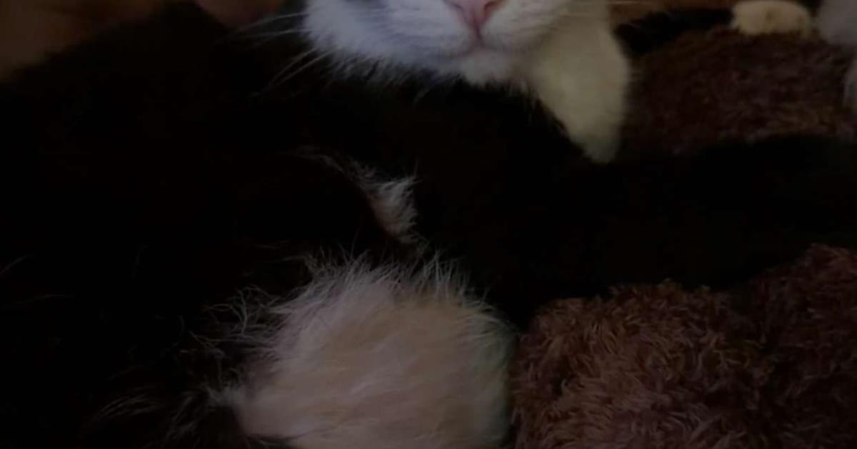 Heb jij Mickey, Moortje of Pieter gezien? Deze vijf huisdieren worden in Zeist vermist