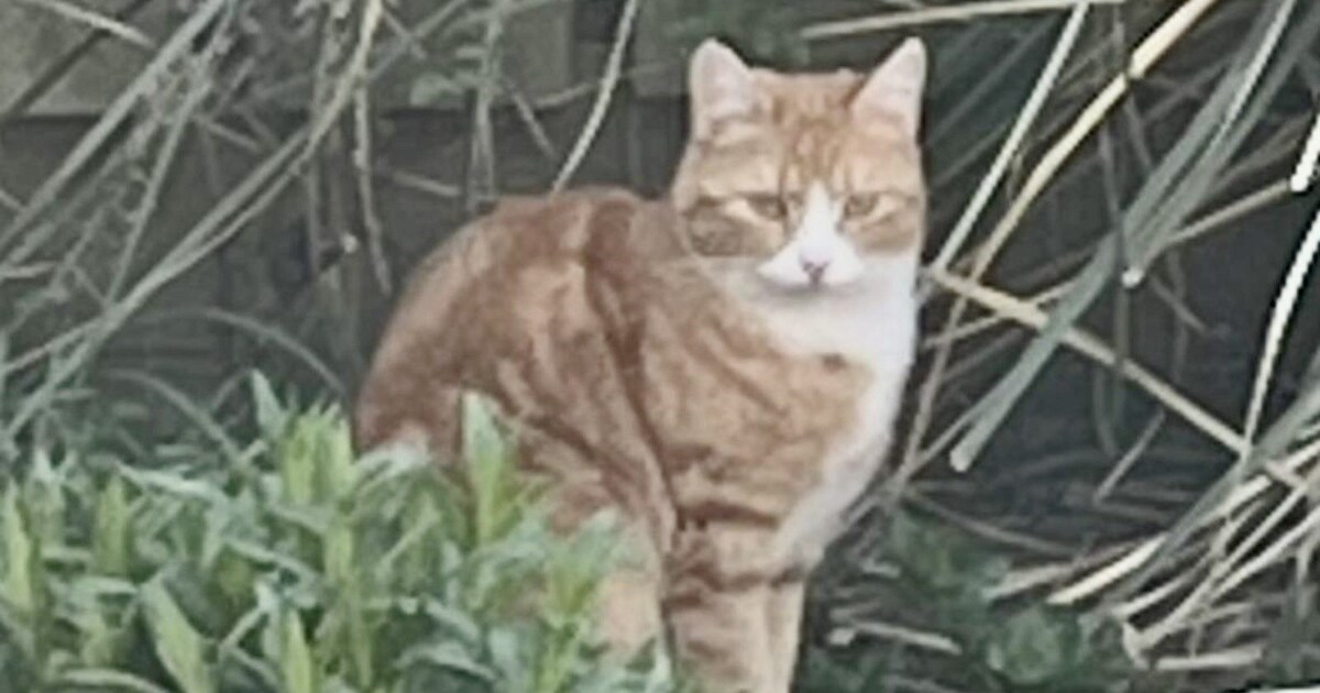 Heb jij Koekie of Bullit gezien? Deze drie huisdieren worden in Zevenaar vermist