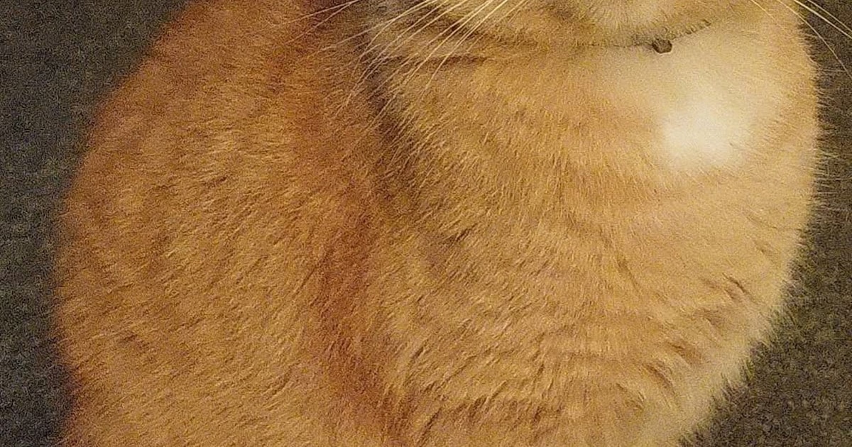 Heb jij Muffin of Shino gezien? Deze drie huisdieren worden in Drechterland vermist