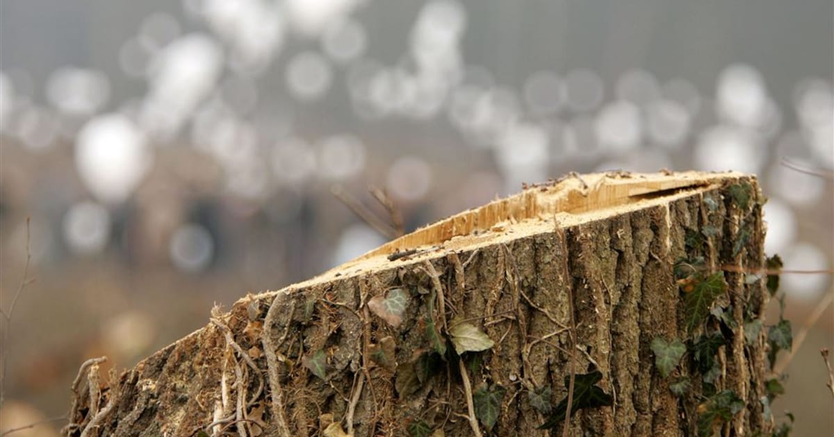 Informatieavond over vervangen van oude bomen in Woerden