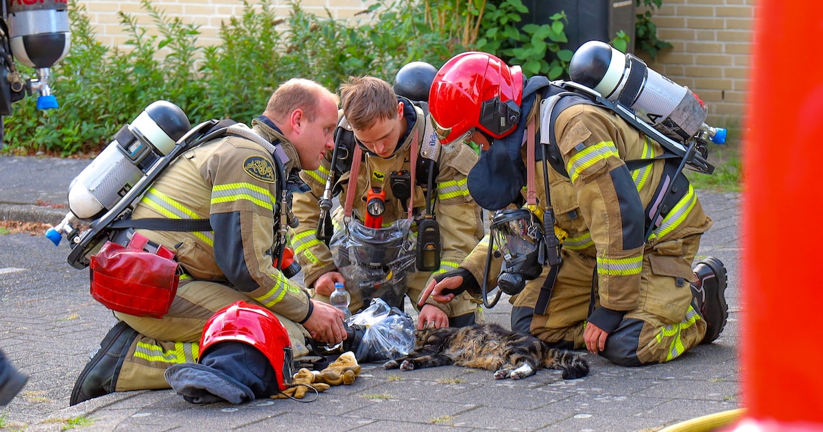 Brandweer redt kat uit woningbrand in Amstelveen
