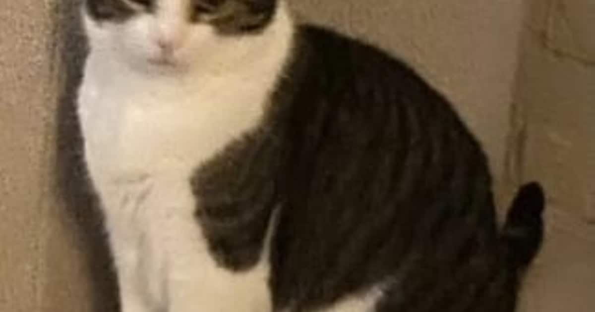 Heb jij Mees of Timmy gezien? Deze twee huisdieren worden in Vaals vermist