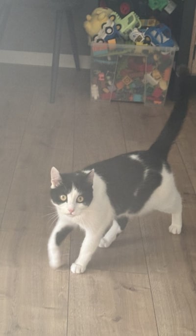 Heb jij Nala, Simba of Vlekje gezien? Deze vijf huisdieren worden in Amersfoort vermist