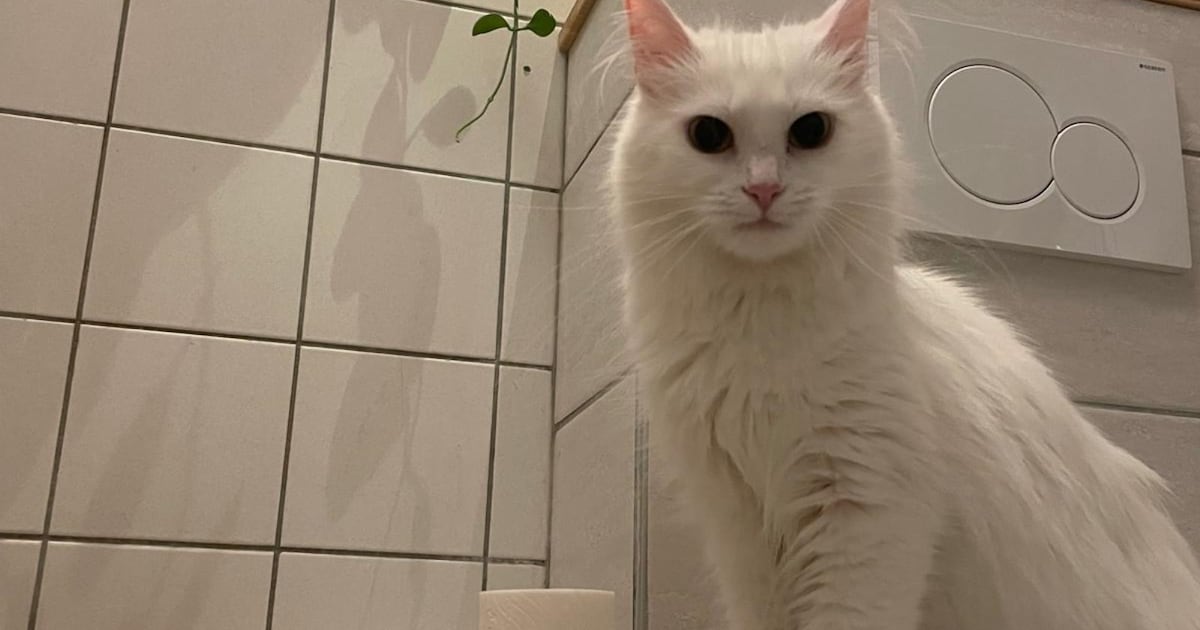 Heb jij Pip of King gezien? Deze twee huisdieren worden in De Bilt vermist