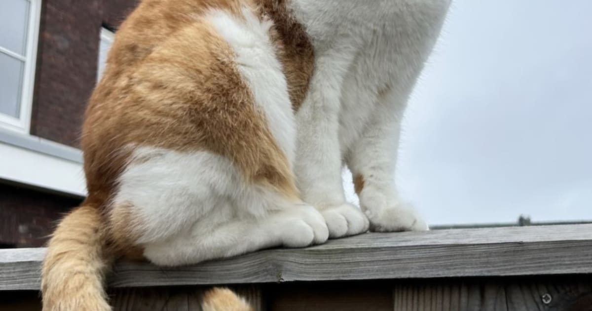 Heb jij Fergus, Smokey of Sjakie gezien? Deze vier huisdieren worden in Heiloo vermist
