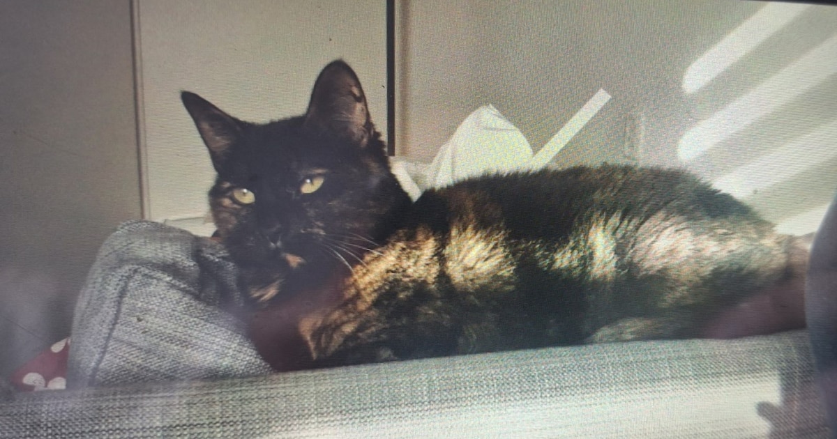 Heb jij Saartje gezien? Dit huisdier wordt in Krimpenerwaard vermist