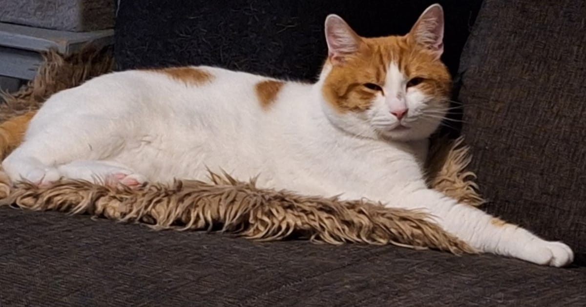 Heb jij Bailey of Jonas gezien? Deze twee huisdieren worden in Leeuwarden vermist